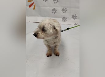 NALA - die lustige und liebe kleine Maus möchte so gerne ein glückliches Familienmitglied sein...