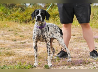 Pintas, Englischer Pointer, lieb und verträglich