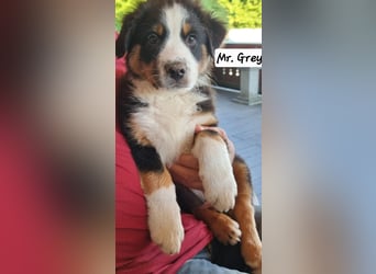 Australian Shepherd Welpen bald abgabebereit!