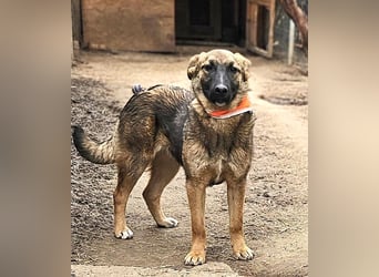 Cleo - freundliche, aktive, anhängliche Schäferhund Mix Hündin / z.Zt. noch in Rumänien