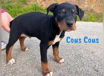 Cous Cous 12/2024 (ESP) - verspielter, kleiner Bodeguero-Pinscher-Mix Welpe!