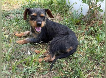 Lili. geboren 01.11.2024, 25cm sucht ihr Körbchen