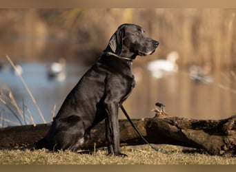Joe Fritz - aktiver Familienhund - Tierhilfe Franken e.V.