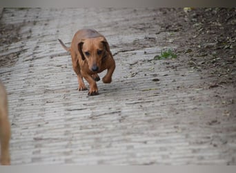 Lola - aufgeschlossene, menschenbezogene nette Hündin