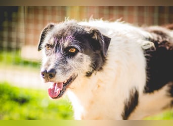 Oriol, Mix Schnauzer / Podengo, lieb und verträglich