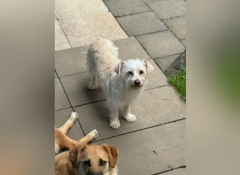 ♥SUSI♥ auf Pflegestelle bei Köln- bezaubernde, liebe, anfangs noch etwas zurückhaltende Hündin 35 cm