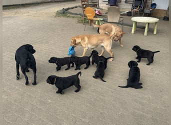 Labrador Retriever Weibchen Welpen mit Ahnenpass, Eltern HD, ED, PL, OCD, Augen und Genetisch frei
