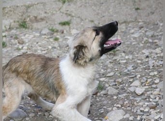 Gut gelaunter FRITZI ist ein charmanter und lustiger Hundebub