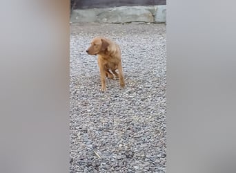 Labrador Welpen foxred, aus der Arbeitslinie