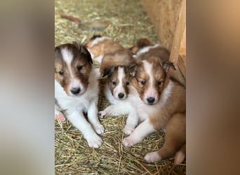 Colliewelpen suchen ein Zuhause!