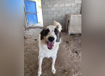LEVI sucht ein Zuhause