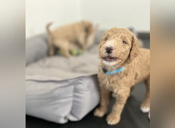 Goldendoodle F1b Welpen F1bb -apricot hell dunkel