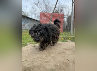 Buksi LM – Sanfte Hundedame sucht warmes Plätzchen für immer
