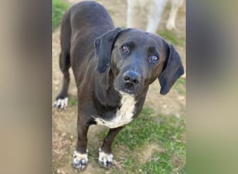 Hailey, geb. ca. 06/2015, lebt in GRIECHENLAND, auf einem Gelände, Hunde werden notdürftig versorgt