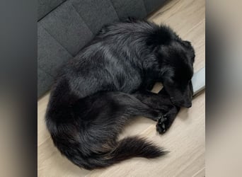 verspielter Charlire