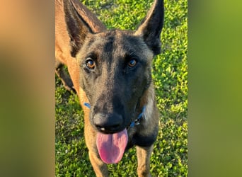 Salva, perfekter Malinois der einfach nur gefallen will