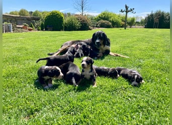 Schweizer Sennenhund Welpen