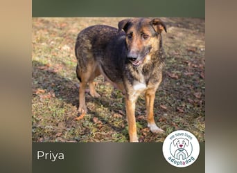Priya: Schenke mir Liebe!