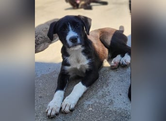 Jungrüde ♥ Xavi ♥ unser kleiner Herzöffner