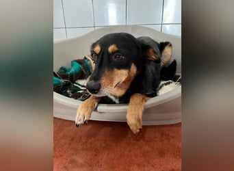 Süße Shiva sucht ihre Kuschelpartner