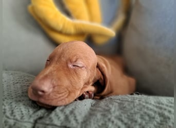 Magyar Vizsla Welpin Alva