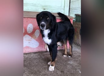Jack (2) sucht einen Gnadenplatz