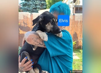 Elvis, kleiner Charmeur sucht großes Glück, PS in 15741 Bestensee