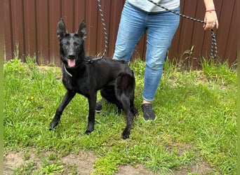 Lupin VI– Ein kluger Herzenshund sucht sein Für-immer-Zuhause