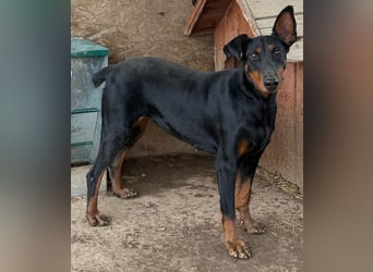 Dobermann-Mix LUNA sucht ihr Zuhause!