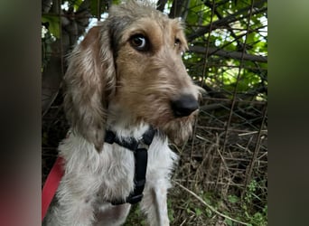 Elly - HAT  INTERESSENTEN- vorsictige Prinzessin sucht ihre erfahrenen Menschen mit Geduld und Liebe