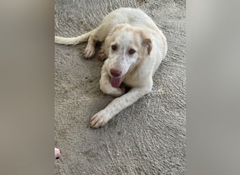Milo: völlig überfordert im Tierheim