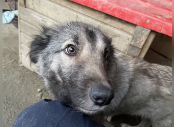 Lupa, geb. 2022, Hütehund-Mix sucht liebevolles Zuhause