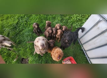 Welpen Labradoodle F1 Braun Groß Könispudel x Labrador