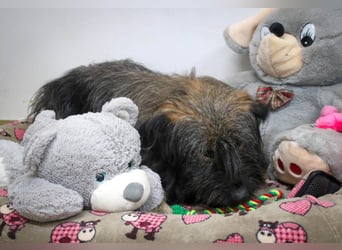 Wuscheliger Grey sucht seine Familie