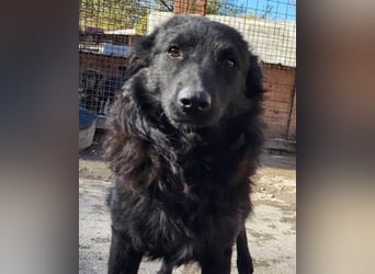 Duke ❤️ aufgeweckter, junger Kroat. Schäferhund-Mix-Bub!
