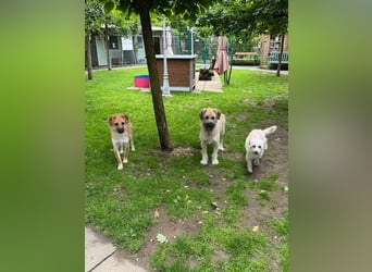 ♥STRUPPI♥ neu auf Pflegestelle bei Köln - sehr hübscher, ganz lieber Junghund 49 cm
