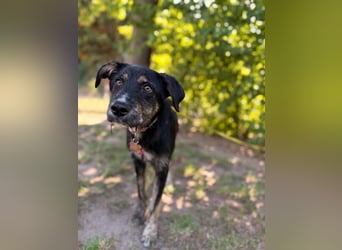 Hundedame BENI auf PS in 76829 Landau