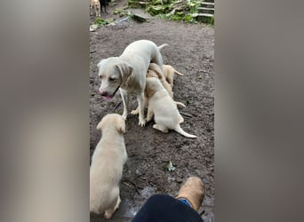 Bildschöne, kuschelige und sehr verschmuste Labradoodle Welpen F1, Sofort Abgabebereit
