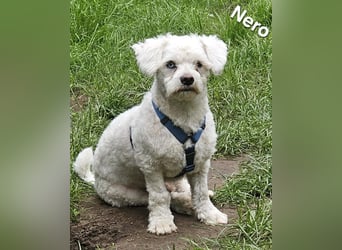 Nero freut sich auf Deinen Besuch