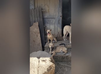 Anfängerhündin ENYA sucht ihr zu Hause