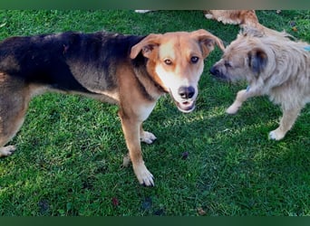Dringend Pflegestelle oder neues Zuhause für Lemmy gesucht! (38820 Halberstadt)