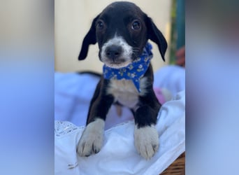 Artur LM - Zuhause gesucht – Neun kleine Hundekinder auf großer Mission