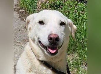 Dante, Labrador Mischling