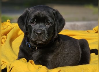 Edle Labrador Welpen mit Ahnentafel, Nachkommen von Champions