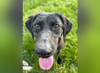 Maffy - Labrador-Mix-Hündin mit Herz sucht ihr Für-immer-Zuhause