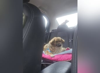 Fritz sucht ein Zuhause