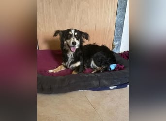 Josie, bereits auf PS in DE 86156 Augsburg, sucht liebevolles Zuhause!