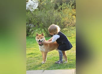 Wurfankündigung - Oktober 24 - Reinrassige Shiba - Inu Welpen! Langjährige Shiba-Liebe!