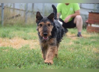 Tequila - ein verspielter und aktiver Terrierjunge