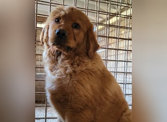 FELIX❤️ junger Chow-Chow-Retriever-Mix: freundlich, sozial und menschenbezogen